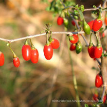 China Supplier Price wholesale Red Wolfberry Berry Seedling